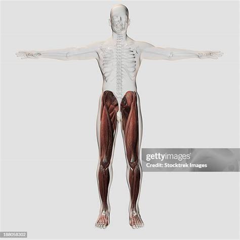 26 Iliopsoas Muscle Stock Photos, High-Res Pictures, and Images - Getty ...