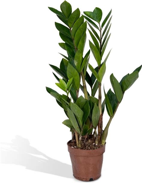 Hello Plants Zamioculcas Zamiifolia Zz Plant Cm Hoogte Cm