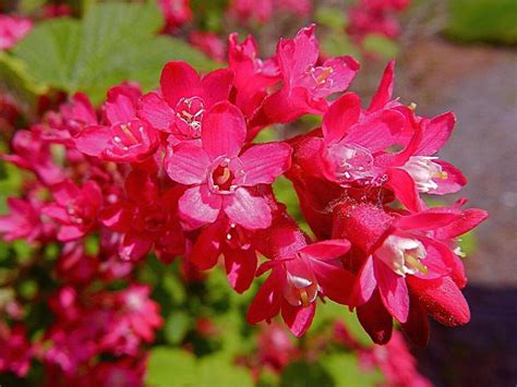 10 Best Native Plants for Oregon | Wikilawn