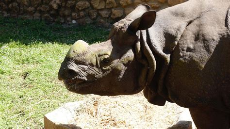 Rinoceronte Zoo CÓrdoba El Rinoceronte Indio Llegado Desde Polonia Ya