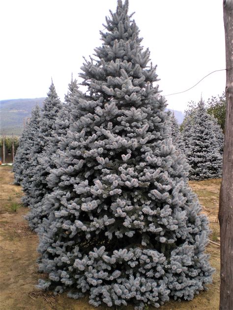 Ель колючая Хупси Picea Pungens Hoopsii