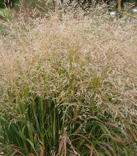 Panicum Virgatum Cape Breeze Cape Breeze Switchgrass From Prides Corner Farms