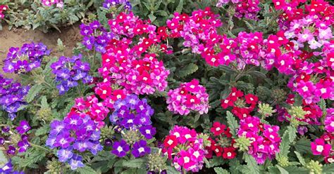 Verbena Growing Guides Tips And Information Gardeners Path