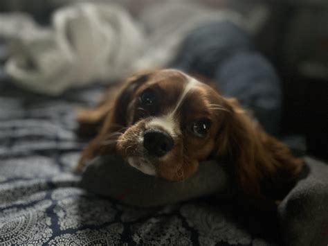 Cavalier King Charles Spaniel Owners | Hi all! I am new to owning a Cavi
