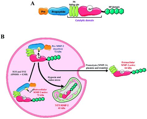 Structure Activation And Isoforms Of Mmp 2 A Mmp 2 Has In Its