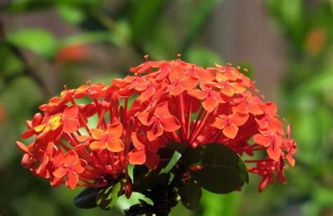 Growing Ixora A Full Planting Guide Agri Farming