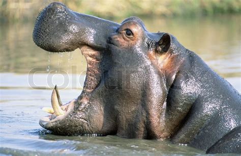 Hippopotamus | Stock image | Colourbox