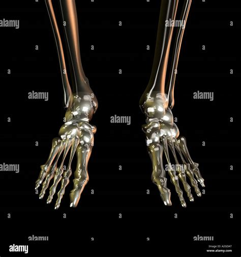 Skeleton Feet Stock Photo Alamy