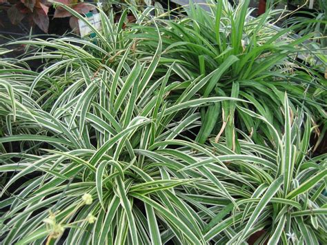 Chlorophytum : planter et cultiver – Ooreka