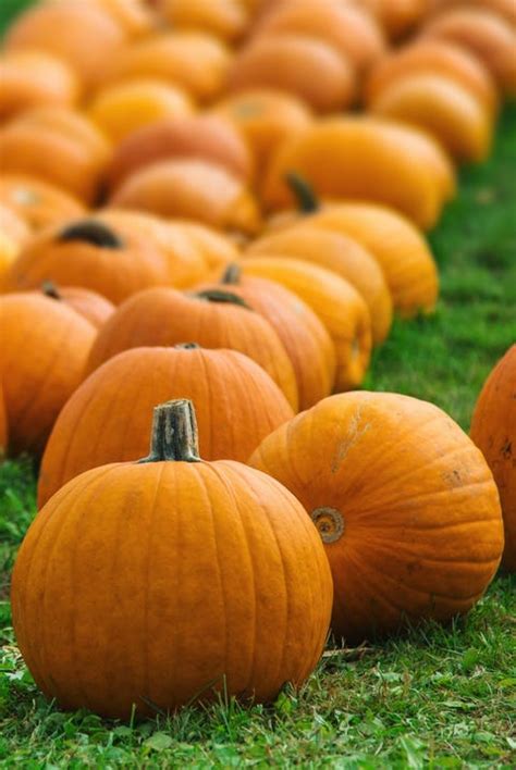 Pumpkin Patch Near Me - 50 Best Pumpkin Farms in America