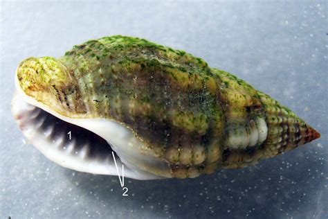 55 Tritia reticulata COMPARE Tritia nitida | On T. nitida te… | Flickr