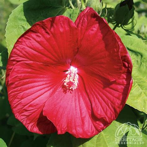 Plant Profile For Hibiscus Moscheutos Luna Red Dwarf Hardy Hibiscus Perennial