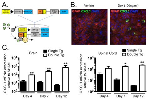 Jcm Free Full Text Innate Immune Responses And Viral Induced Neurologic Disease