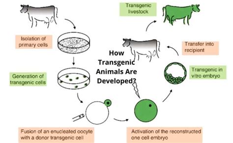 What Are Transgenic Animals Applications And Developing Techniques