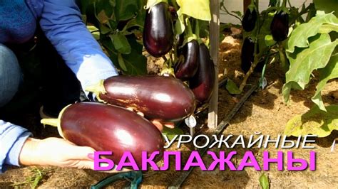УРОЖАЙНЫЕ сорта БАКЛАЖАНОВ для открытого грунта! Советы от ЗЕЛЕНОГО ...