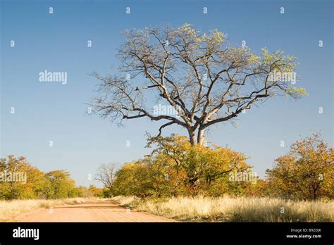 Dirt Road Through Mopani Trees Colophospermum Mopane Kruger National