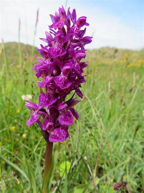 Pin by Jacqui Gilliatt on Wild Flowers UK & Europe | Flowers uk, Wild ...