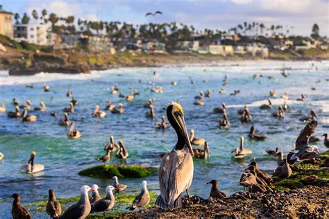 An Eventful Afternoon at Windansea Beach - Steve Skinner Photography