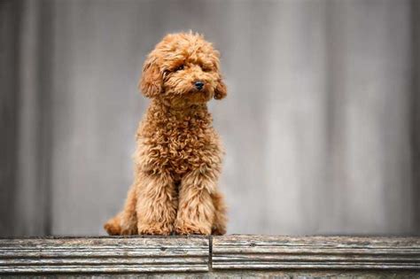 Zwergpudel Z Chter Mit Welpen In Schleswig Holstein Hunde De