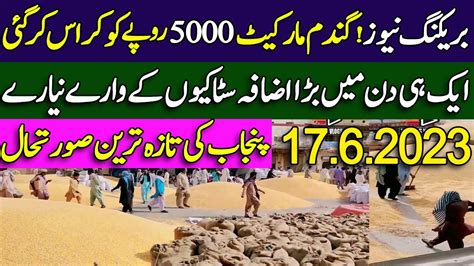 New Wheat Price In Punjab Pakistan Wheat Update Today Gundam Ka Rate