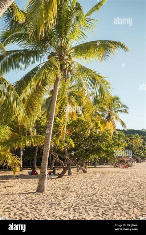 Madagascar Palm Tree Hi Res Stock Photography And Images Alamy