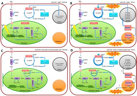 Plants Special Issue Plant Nitrogen Metabolism