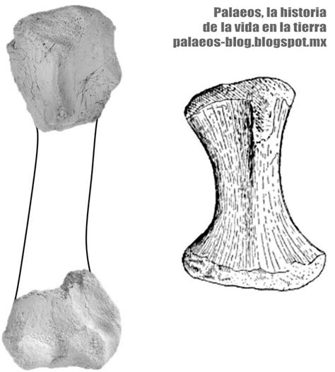 Palaeos La Historia De La Vida En La Tierra El Primer Mosasaurio De
