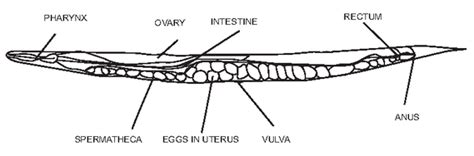 Nematode The Reproductive System