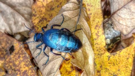 Backyard Birding....and Nature: American Oil Beetles - Poisonous ...