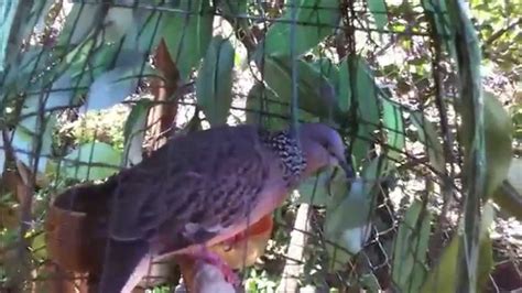 Chim Cu Gay Dau Hay Cu Gay Moi Hay Cu Gay Hay YouTube