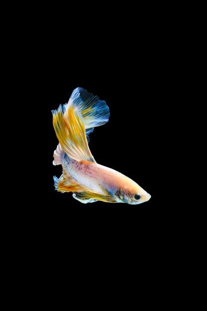 Premium Photo Yellow Betta Fish Siamese Fighting Fish Betta Halfmoon