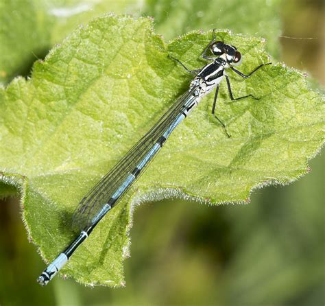 Coenagrion Puella Azure Damselfly M The Azure Dams Flickr