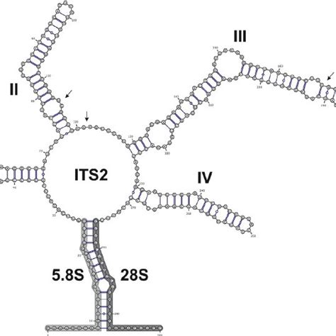 5 8s 28s Rrna Gene Hybridization Proximal Stem Region And Its2 Download Scientific Diagram