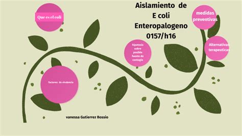 Aislamiento De Escherichia Coli Enteropatogeno By Vanessa Lucia