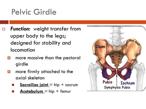 Pelvic Girdle Definition And Functions Of Pelvic Girdle 47 OFF