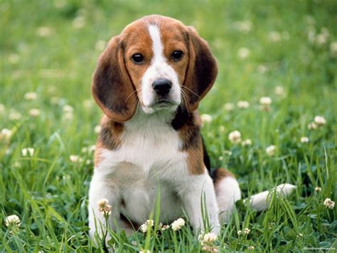 Baby Beagles Wallpapers Wallpaper Cave