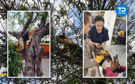 Rescatan Oso Hormiguero En Nezahualcóyotl Mientras Trepaba Un árbol