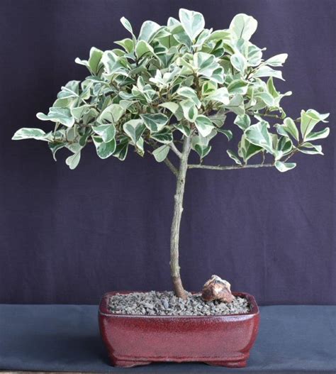 Variegated Ficus Triangularis Bonsai Tree Ficus Triangularis Variegata