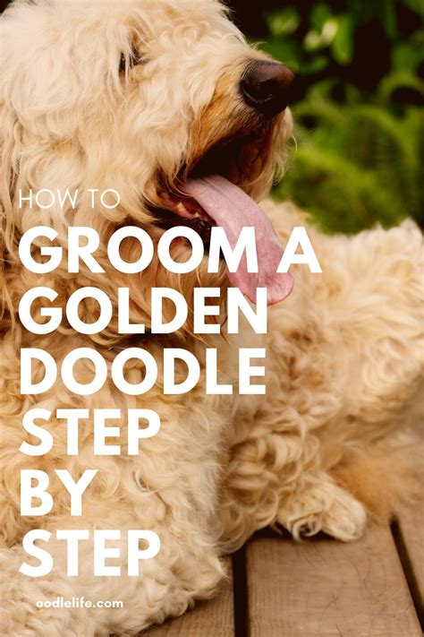 How To Groom A Goldendoodle 5 Complete Steps Artofit