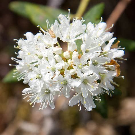 What Eats Bog Labrador Tea