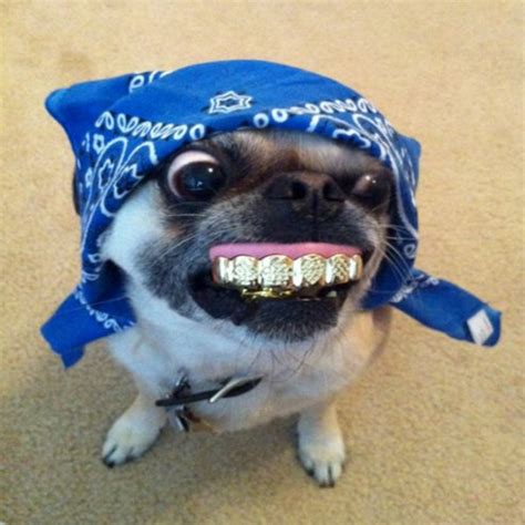 Top 10 Dentist Hating Dogs With False Teeth