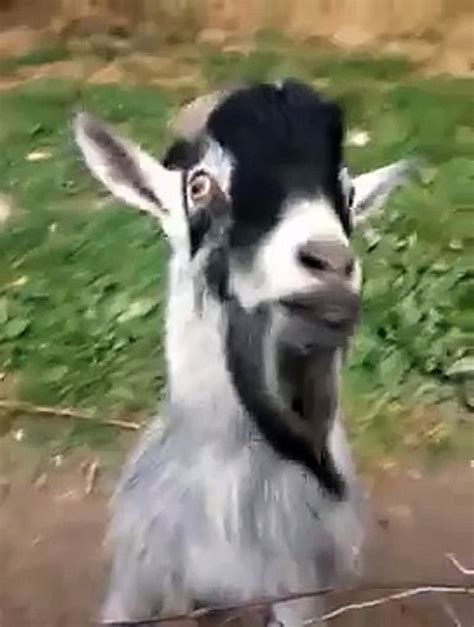 This Goat Sounds Like A  Goat Mehee Farm Discover Share S