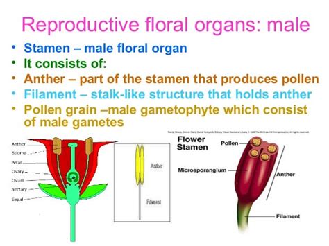 Sexual Reproduction In Plants Ppt