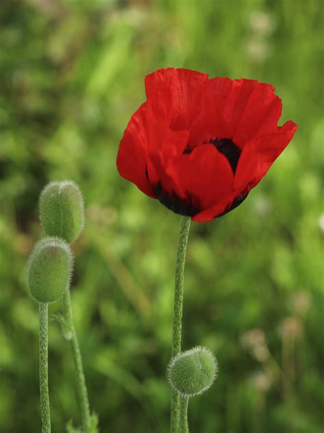 Red poppy on Behance