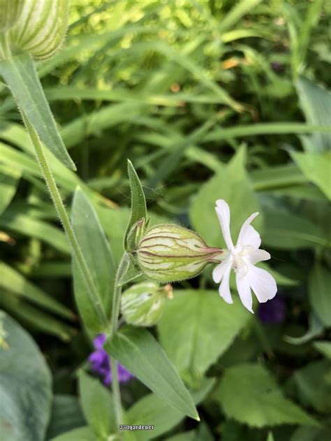 White Campion Silene Latifolia Subsp Alba Garden Org