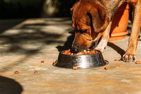 La Diarrh E Chez Le Chien Comprendre Pr Venir Et Traiter