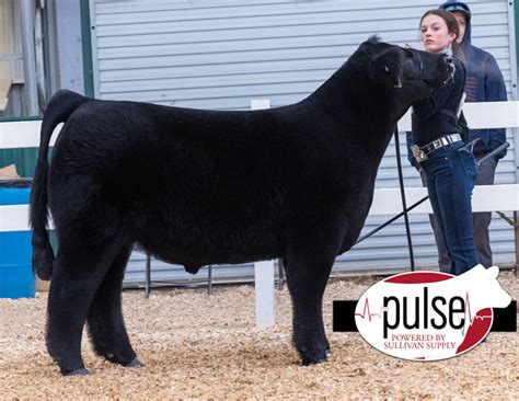 VCCP Steers MAINE ANJOU Ring B The Pulse