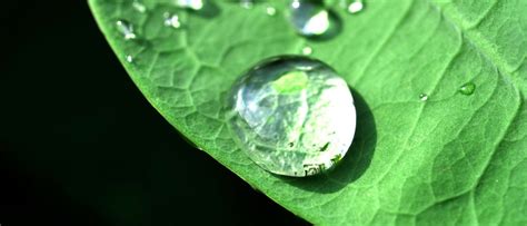 Water Is The Universal Solvent Leaf Home Water Solutions