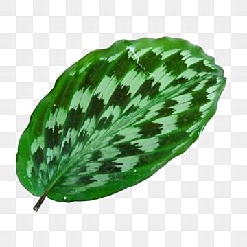 Hoja De Calathea Png Im Genes Transparentes Pngtree