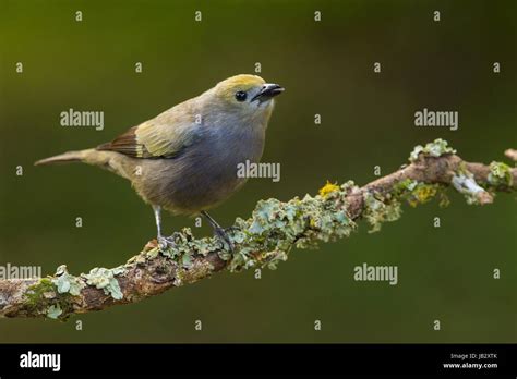 Palm Tanager Tharupis Palmarum Icononzo Tolima Colombia Stock